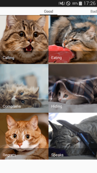 Download Cat sounds - play with cats Entertainment for Android screenshot 5