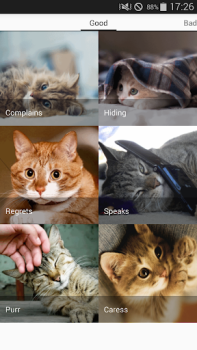 Download Cat sounds - play with cats Entertainment for Android screenshot 6