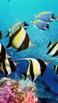 Download Aquarium Live Wallpaper Personalization for Android screenshot 2