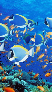 Download Aquarium Live Wallpaper Personalization for Android screenshot 5