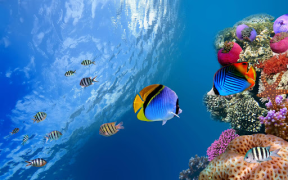 Download Aquarium Live Wallpaper Personalization for Android screenshot 6