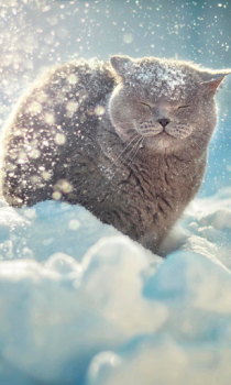 Download Falling Snow Live Wallpaper (live background) Personalization for Android screenshot 3
