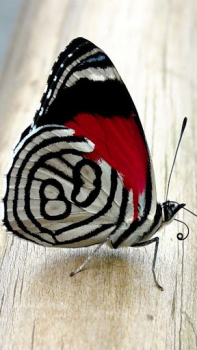 Download Butterflies Live Wallpaper Personalization for Android screenshot 2