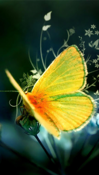 Download Butterflies Live Wallpaper Personalization for Android screenshot 3