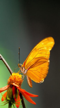 Download Butterflies Live Wallpaper Personalization for Android screenshot 4