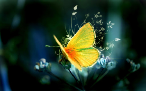 Download Butterflies Live Wallpaper Personalization for Android screenshot 6