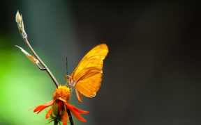 Download Butterflies Live Wallpaper Personalization for Android screenshot 7
