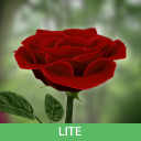 Download  3D Rose Live Wallpaper Lite