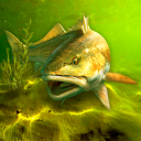 Download  My Fishing World