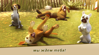 Dog Hotel – Play with dogs