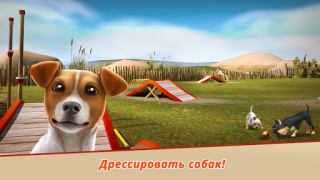 Dog Hotel – Play with dogs