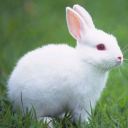 Download  Talking Rabbit