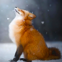 Download  Talking Fox