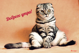Download Прикольные с добрым утром Entertainment for Android screenshot 3