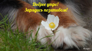 Download Прикольные с добрым утром Entertainment for Android screenshot 7